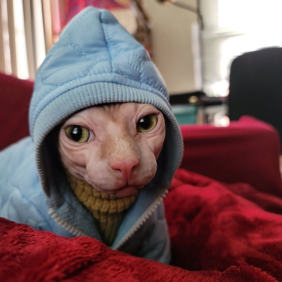 Meet your Posher, Devin - Picture 7 of 7